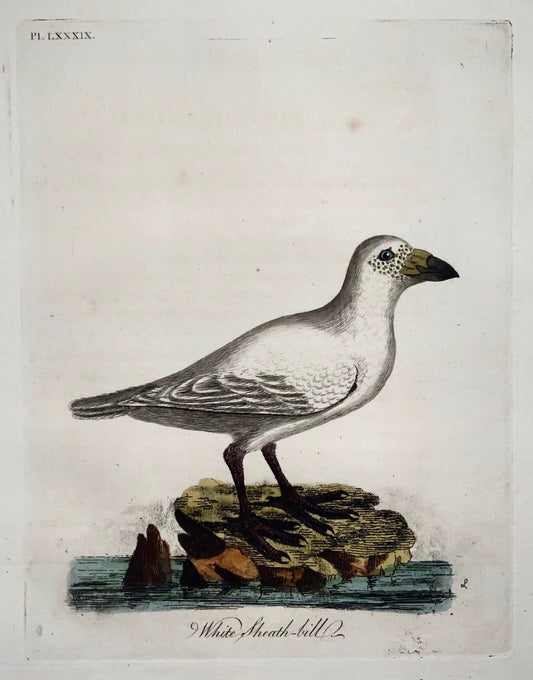 1785 John Latham - Sheath-Bill - hand coloured engraving - Ornithology