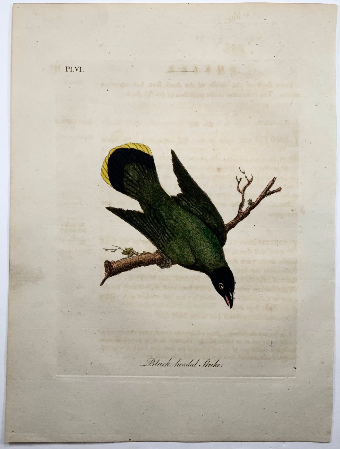 1785 John Latham - Black Headed Shrike - hand coloured engraving - Ornithology