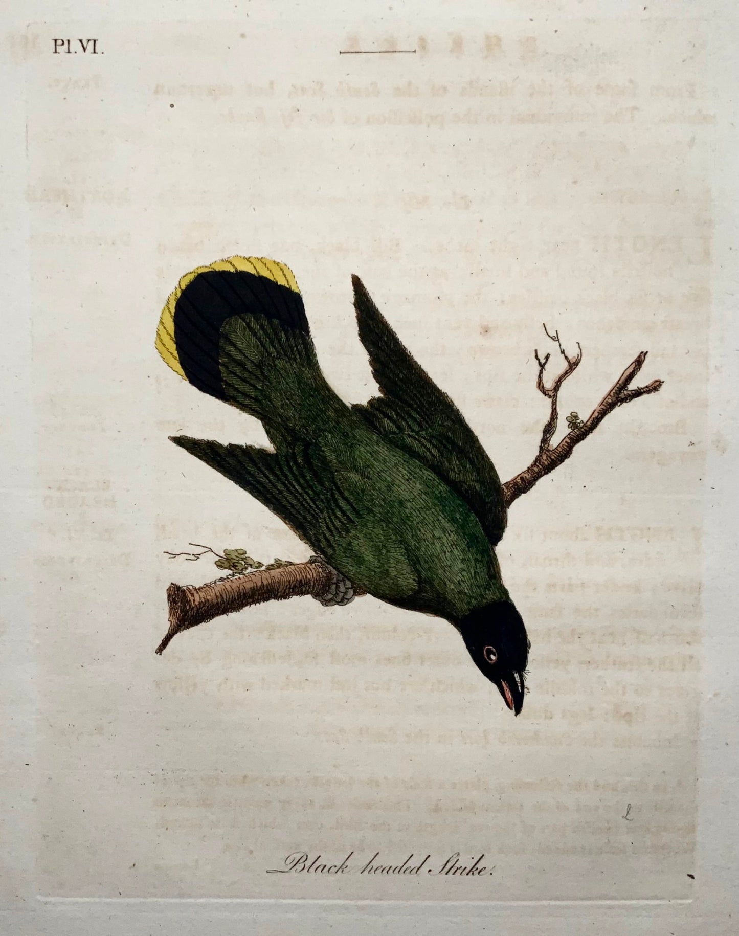 1785 John Latham - Black Headed Shrike - hand coloured engraving - Ornithology