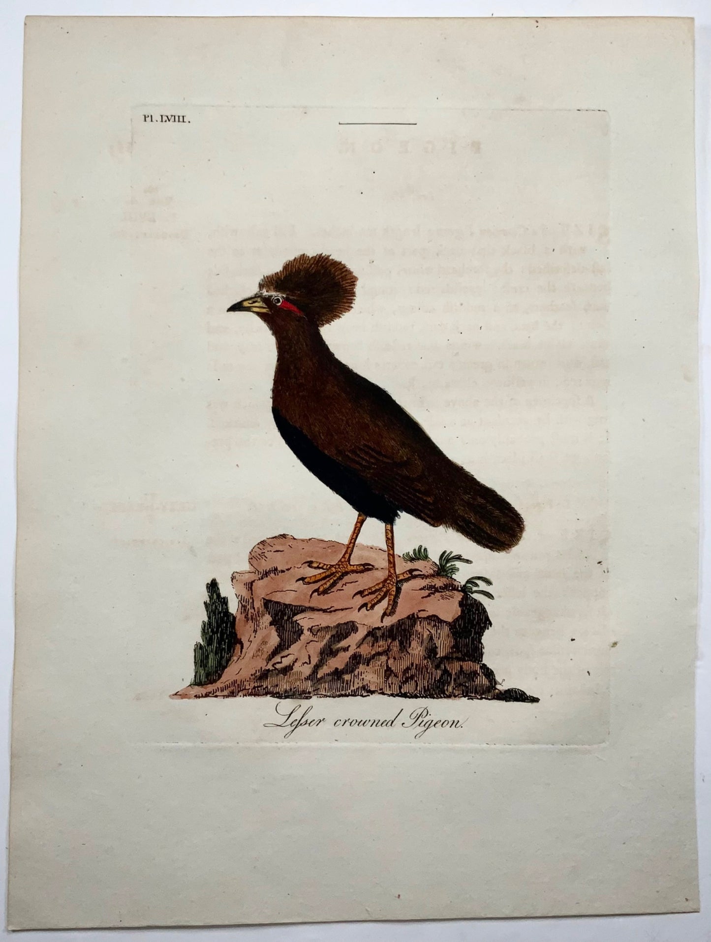 1785 John Latham - Crowned Pigeon - hand coloured engraving - Ornithology