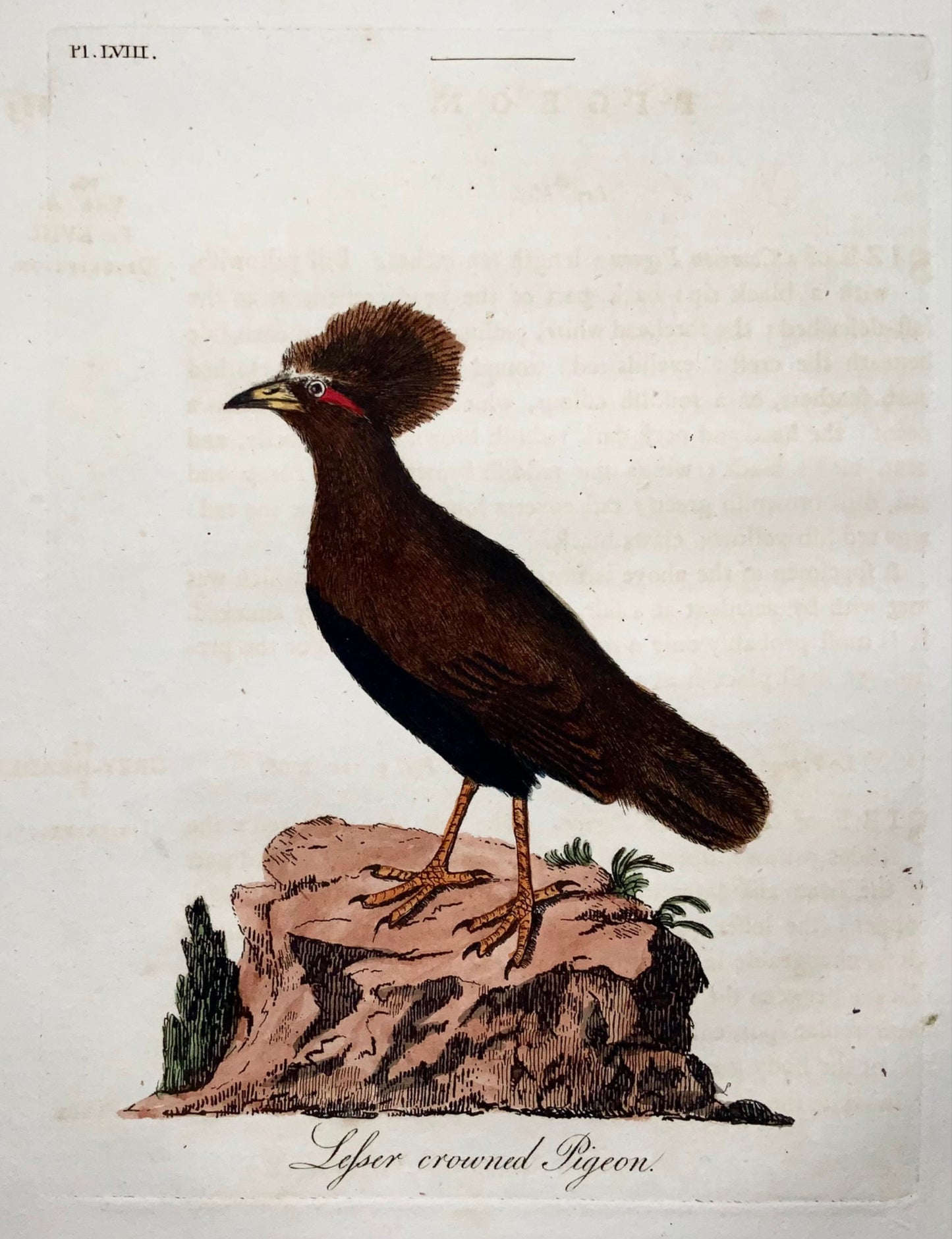 1785 John Latham - Crowned Pigeon - hand coloured engraving - Ornithology