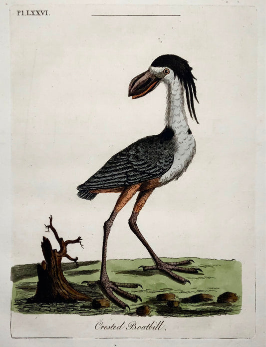 1785 John Latham - Synopsis - Boatbill - hand coloured engraving - Ornithology