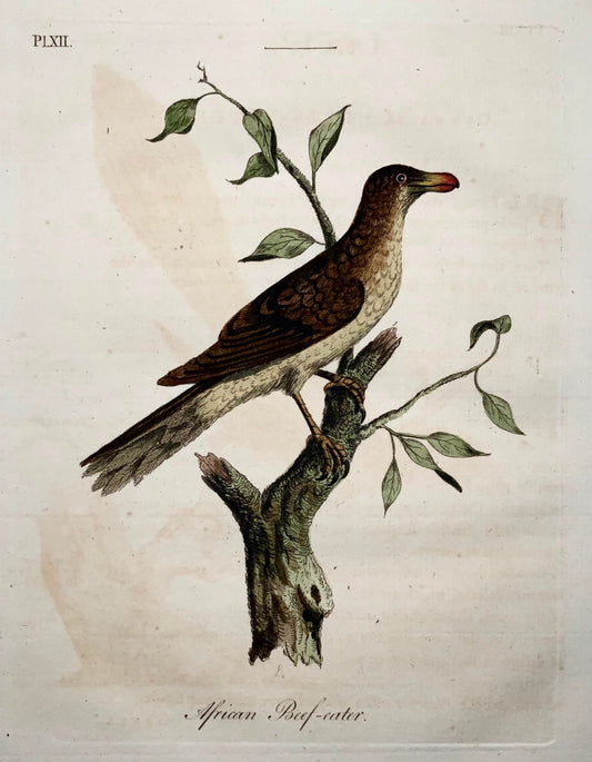 1785 John Latham - Synopsis - Beefeater - hand coloured engraving - Ornithology