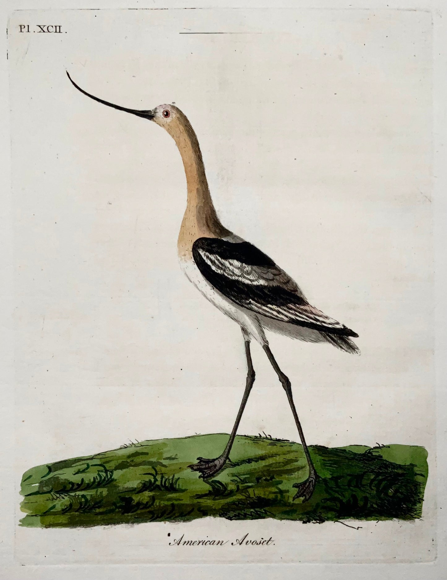 1785 John Latham - American Avocet - hand coloured engraving - Ornithology
