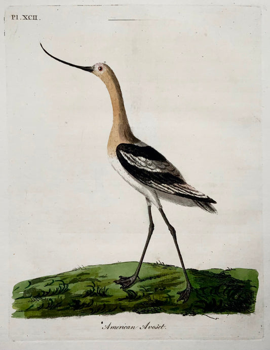 1785 John Latham - American Avocet - hand coloured engraving - Ornithology