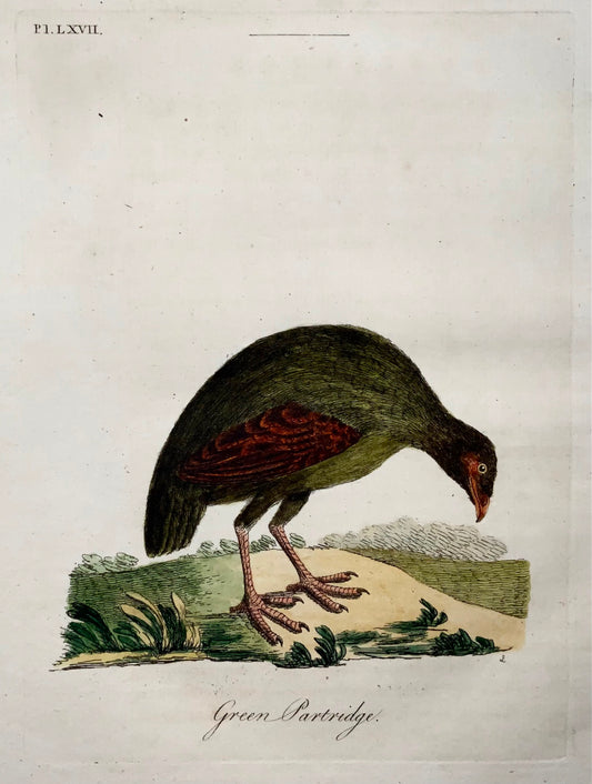 1785 John Latham - Green Partridge - hand coloured engraving - Ornithology