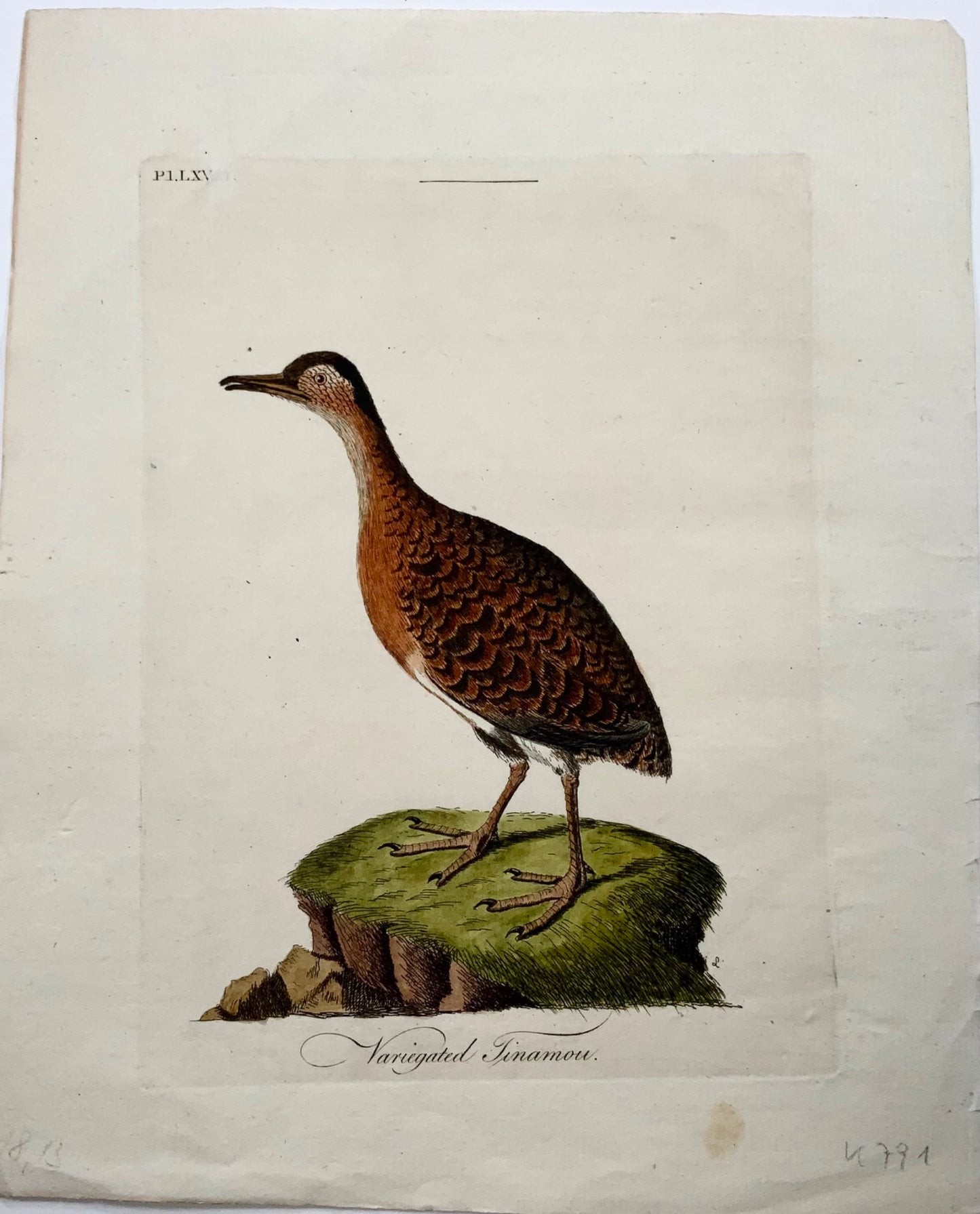 1785 John Latham - Variegated Tinamou - hand coloured engraving - Ornithology