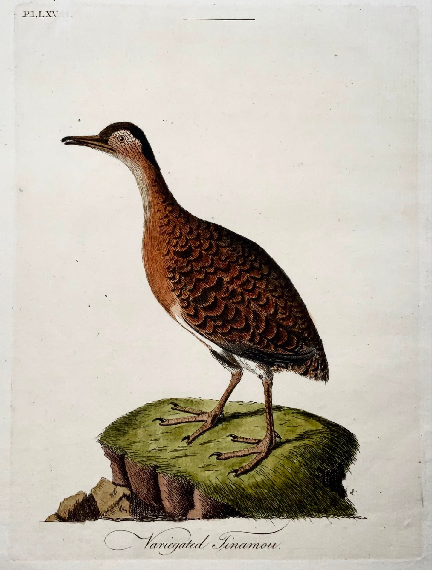 1785 John Latham - Variegated Tinamou - hand coloured engraving - Ornithology