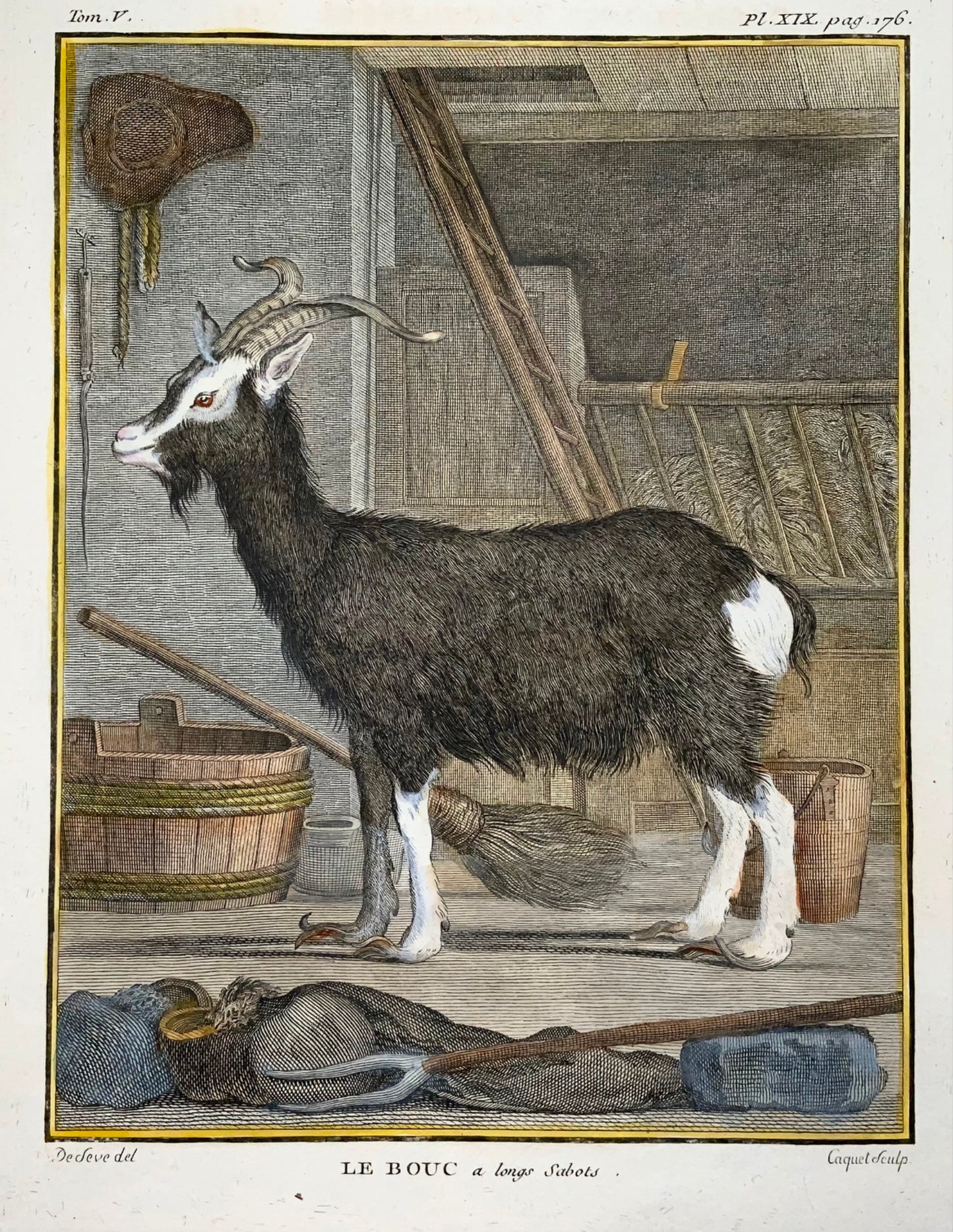 1779 Goat; J. de Seve, Mammal, 4to engraving