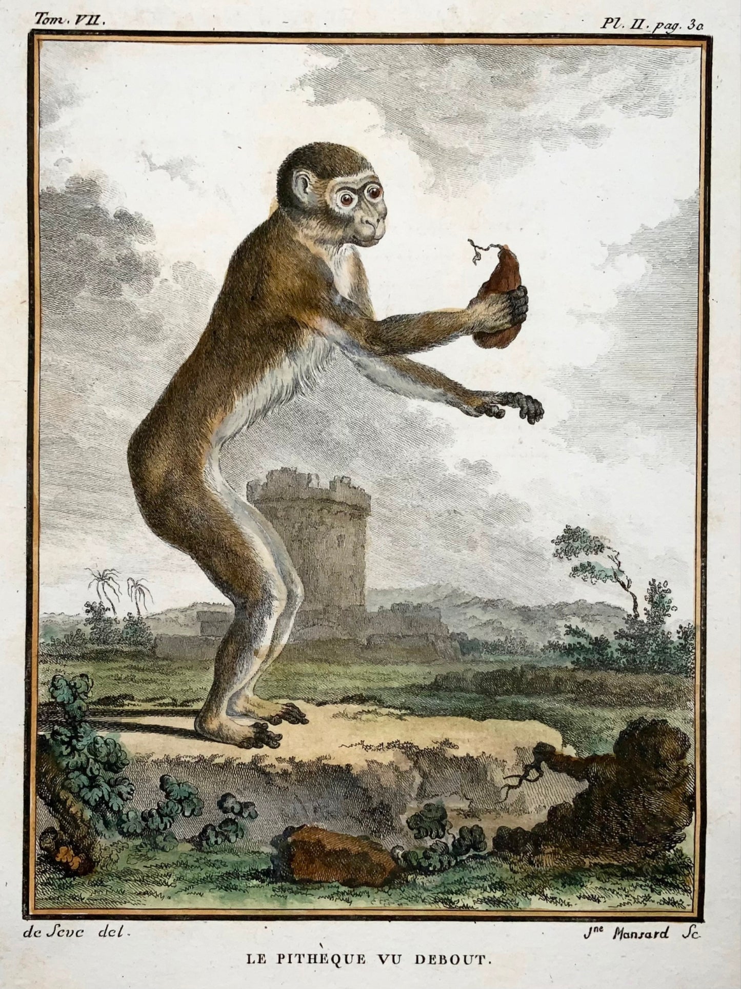 1779 Monkey - J. de Seve, Mammal, 4to engraving