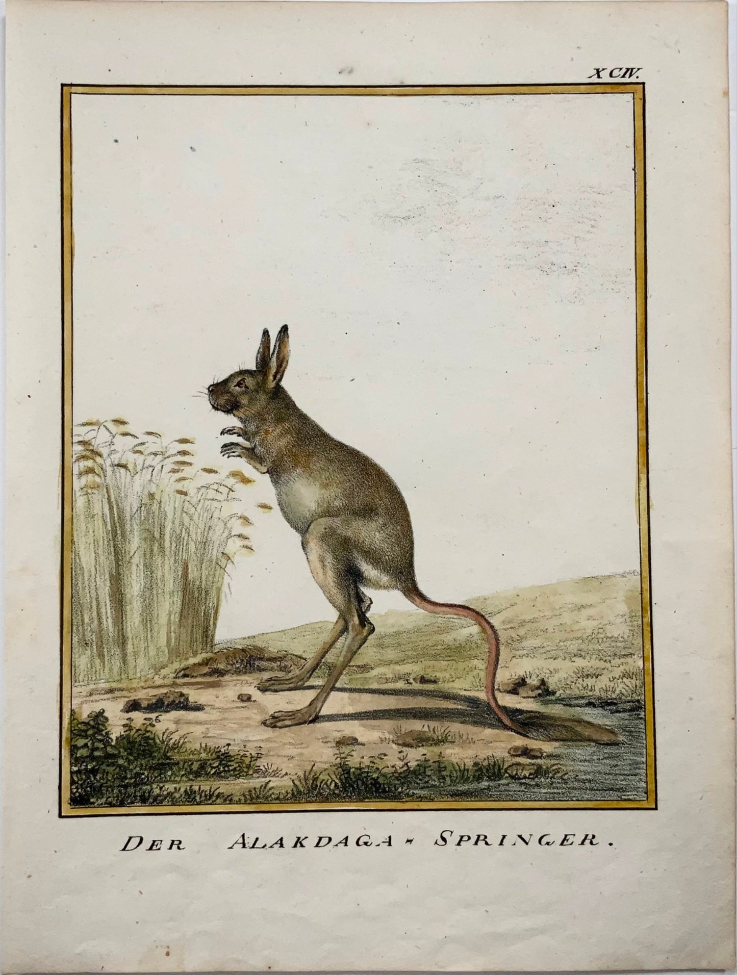 1816 Jerboa, K. Schmidt 4to hand coloured, mammal, incunabula of lithography