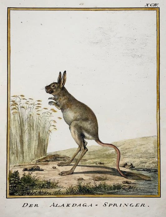 1816 Jerboa, K. Schmidt 4to hand coloured, mammal, incunabula of lithography