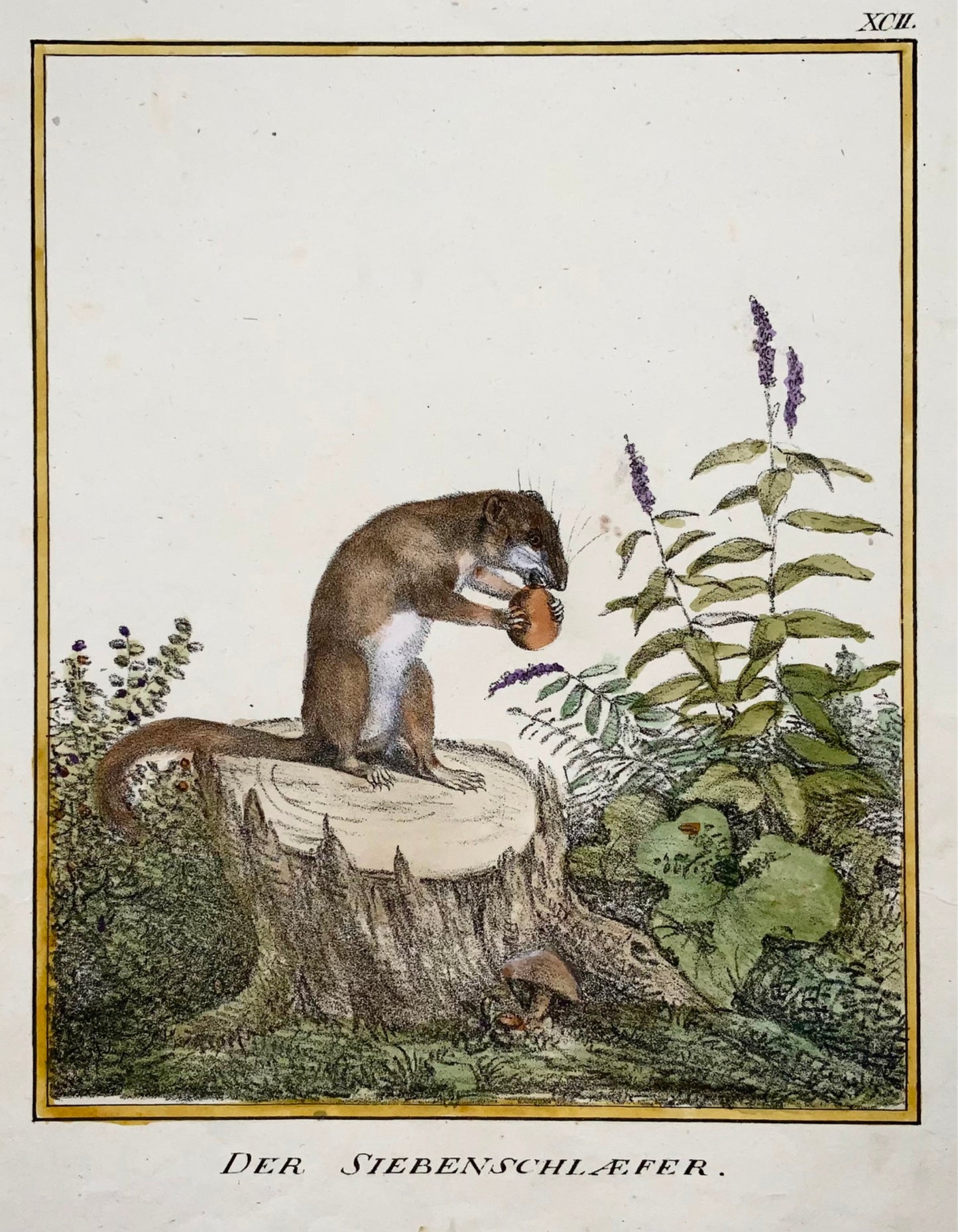 1816 Dormouse, K. Schmidt 4to hand coloured, mammal, incunabula of lithography