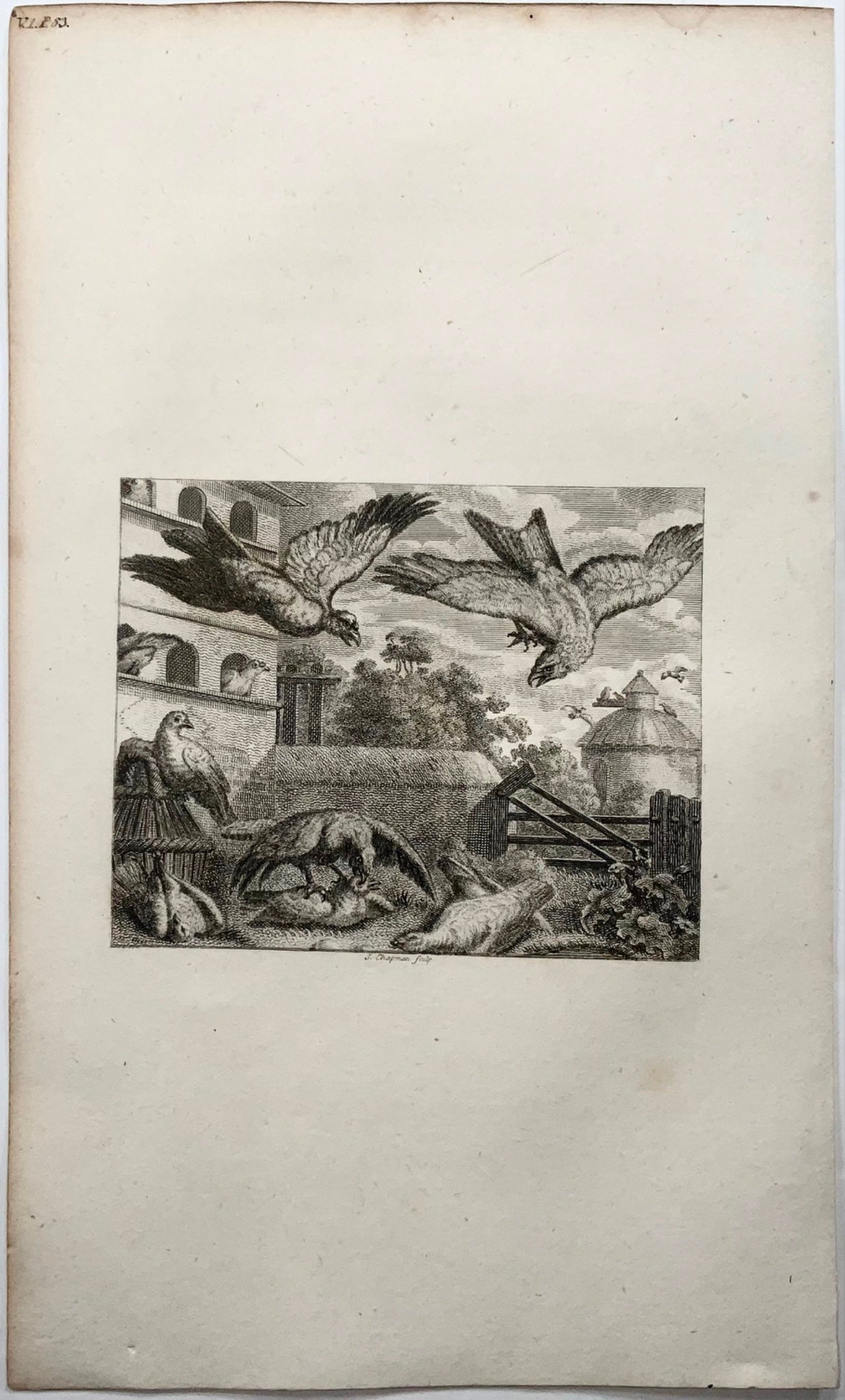 1793 Pigeon & Kite, Chapman sc., Aesop fable, etching
