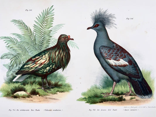 1860 Exotic Pigeons, Fitzinger, colour lithograph, hand finish, ornithology