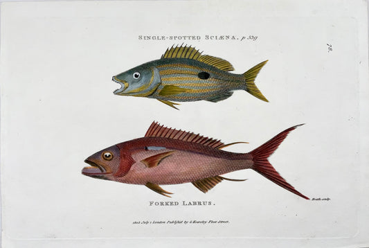 1803 Sciaena & Labrus, fish, Heath sculp., fine first impression, hand colour