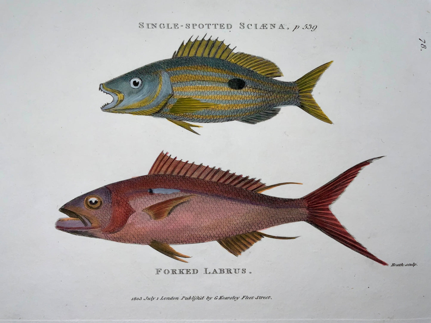 1803 Sciaena & Labrus, fish, Heath sculp., fine first impression, hand colour