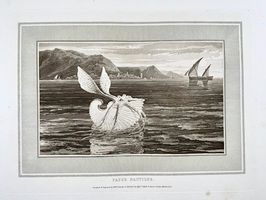 1807 Paper Nautilus, William Daniell, marine, aquatint, folio