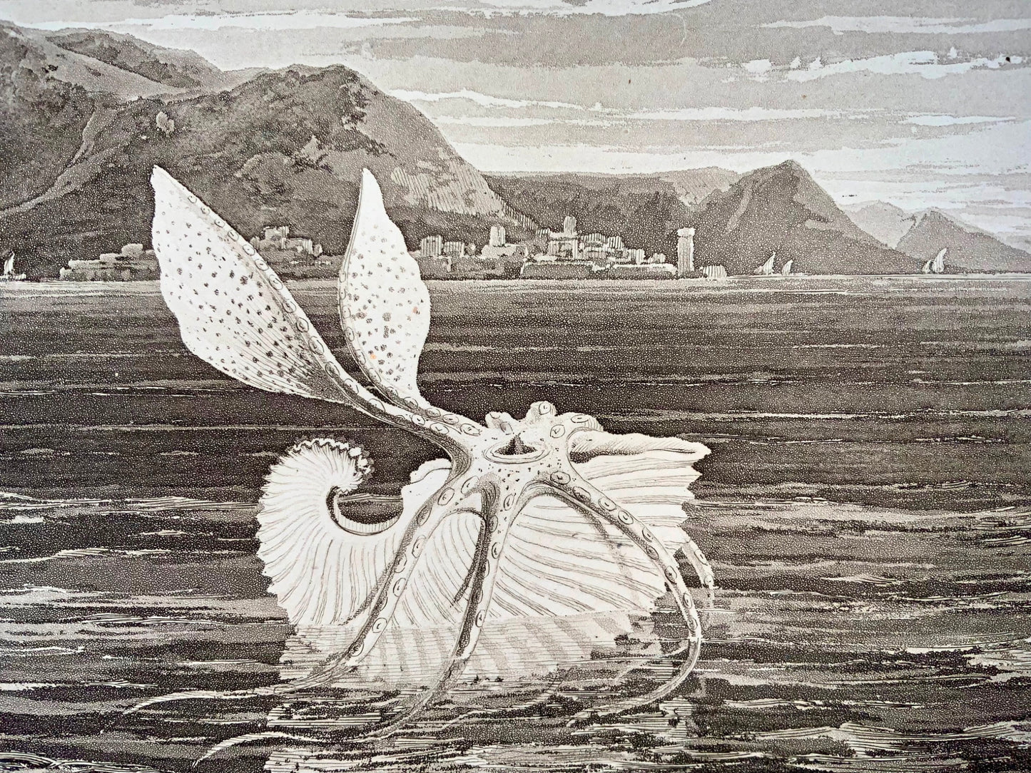 1807 Paper Nautilus, William Daniell, marine, aquatint, folio