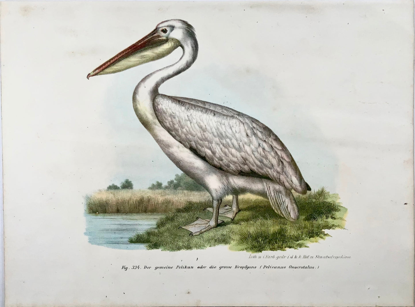 1860 Pelican, Fitzinger, colour lithograph, hand finish, ornithology