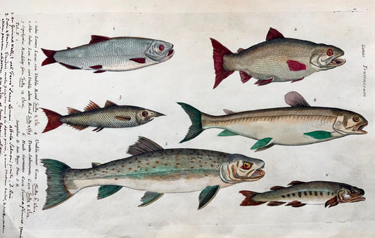 1686 Trout, Salmon, Somer after Silviani, Fish folio copper engraving