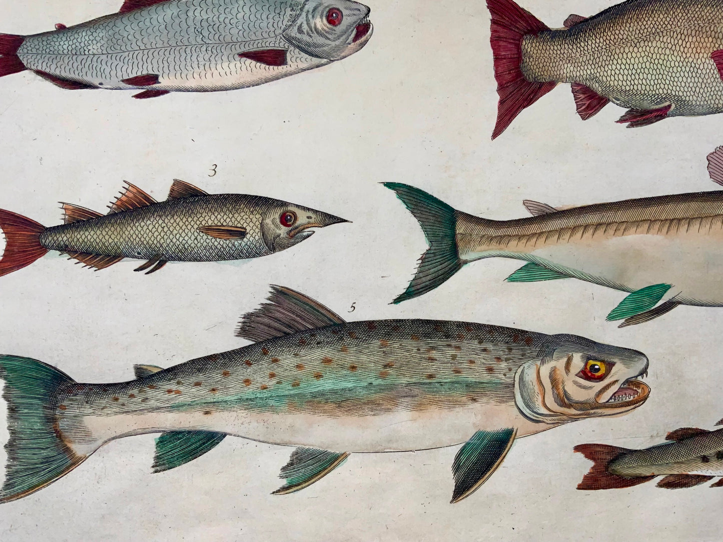 1686 Trout, Salmon, Somer after Silviani, Fish folio copper engraving