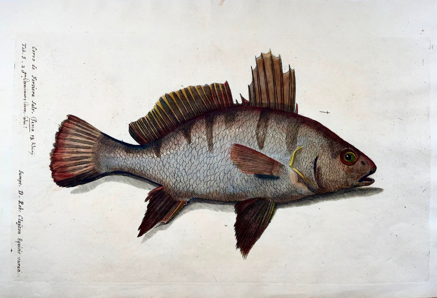 1686 Perch, Somer after Silviani, Fish folio copper engraving