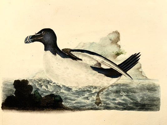 1794 Edward Donovan, Razor Bill, ornithology, fine hand coloured engraving