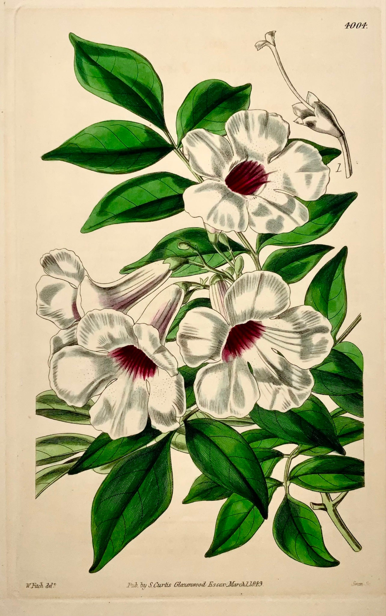 1843 Jasmine-leaved Tecoma, Fitch, Curtis, hand coloured, botany