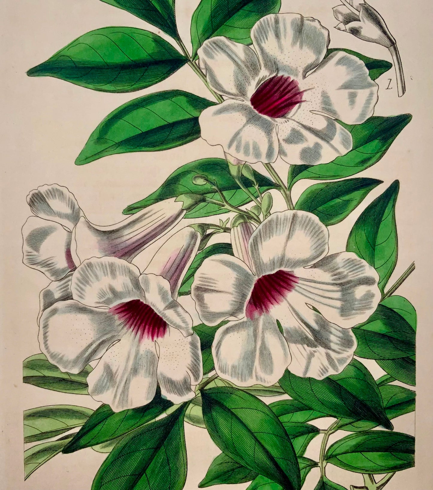 1843 Jasmine-leaved Tecoma, Fitch, Curtis, hand coloured, botany