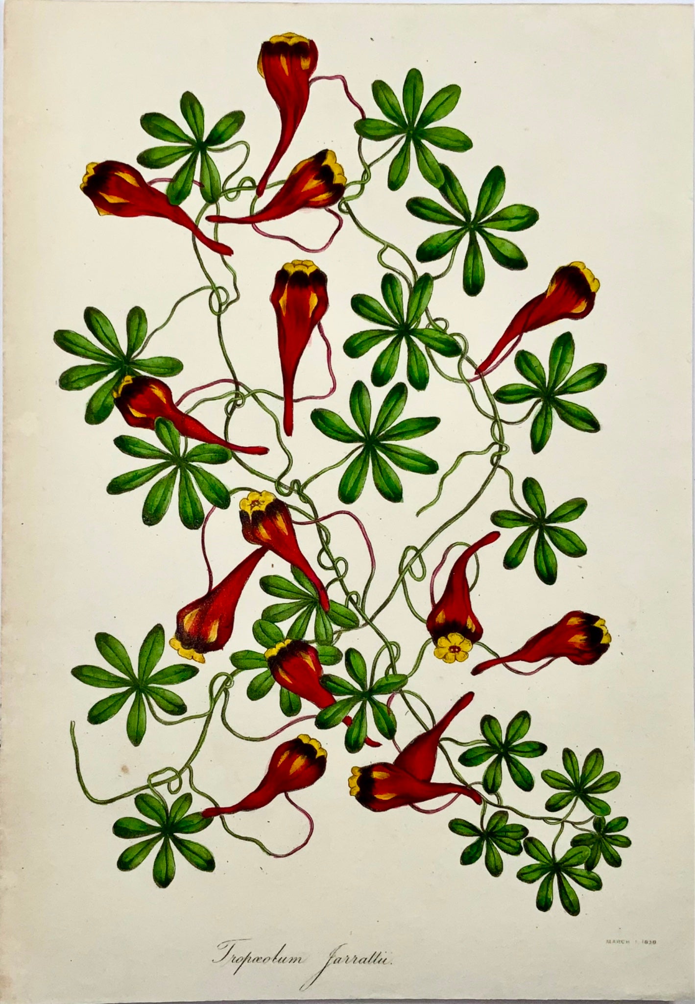 1838 Nasturtium (Tropaeolum), F.W. Smith for Paxton, botanical