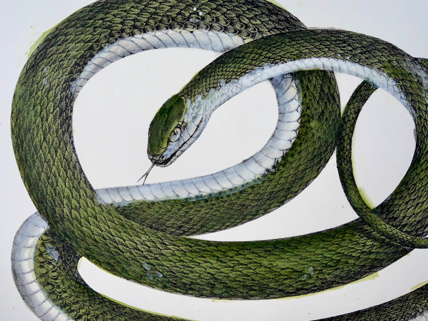 1833 Schinz (b1777) Aesculapian & whip snake, hand coloured stone lithograph