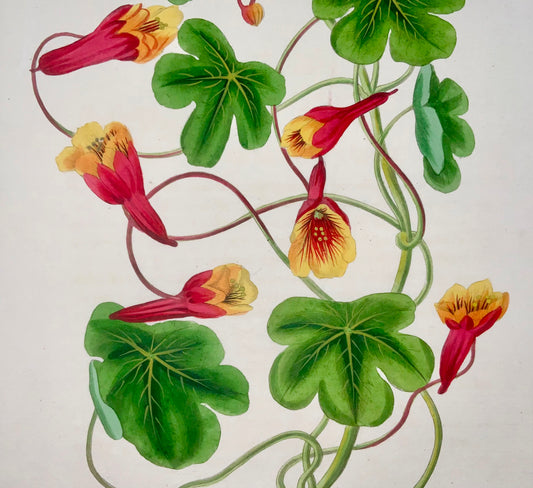 1838 Mashua (Tropaeolum tuberosum), F.W. Smith for Paxton, botanical