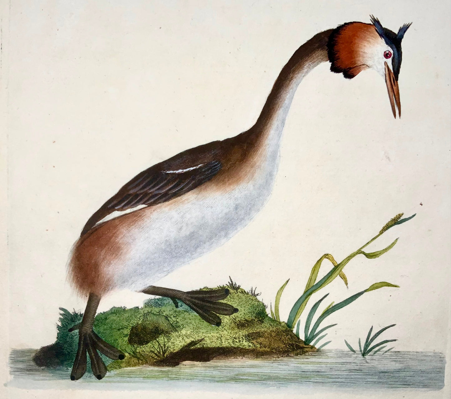 1794 Edward Donovan, Crested Grebe, ornithology, fine hand coloured engraving