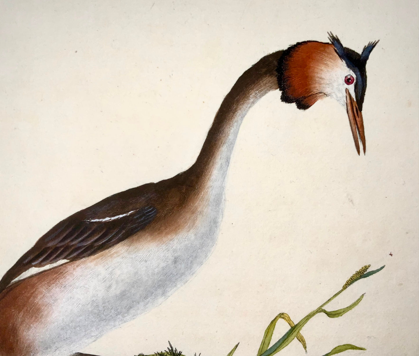 1794 Edward Donovan, Crested Grebe, ornithology, fine hand coloured engraving