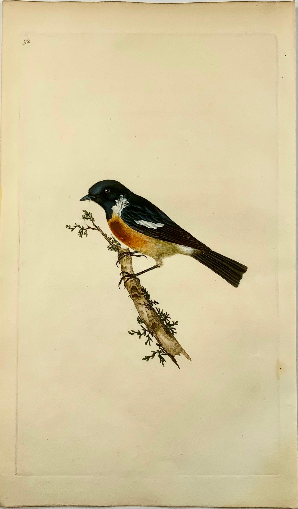 1794 Edward Donovan, Stonechat, ornithology, fine hand coloured engraving