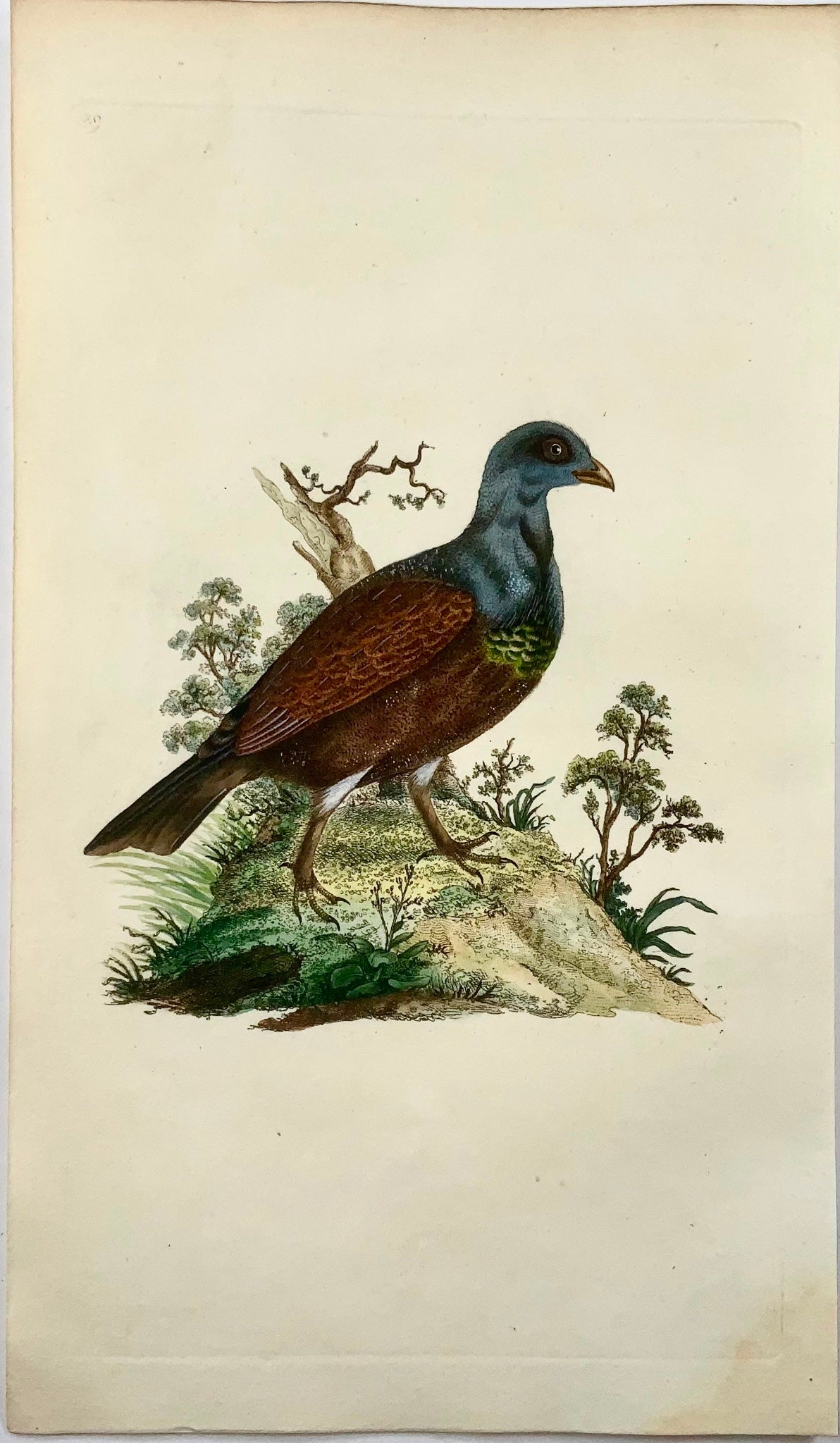 1794 Edward Donovan, Wood Grouse, ornithology, fine hand coloured engraving