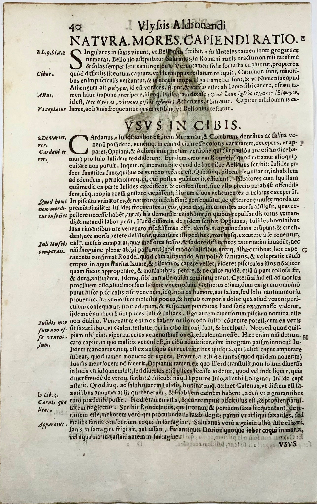 1638 Iulis authoris, fish, Aldrovandi, large folio leaf with woodcut