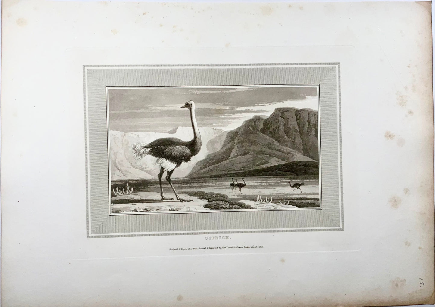 1807 William Daniell, Ostrich, ornithology, fine folio aquatint