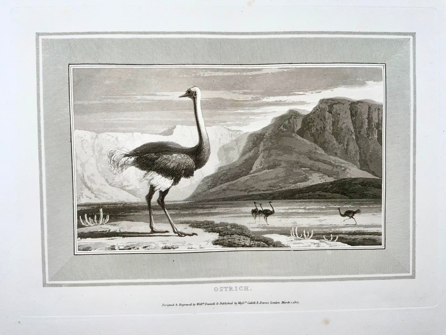 1807 William Daniell, Ostrich, ornithology, fine folio aquatint