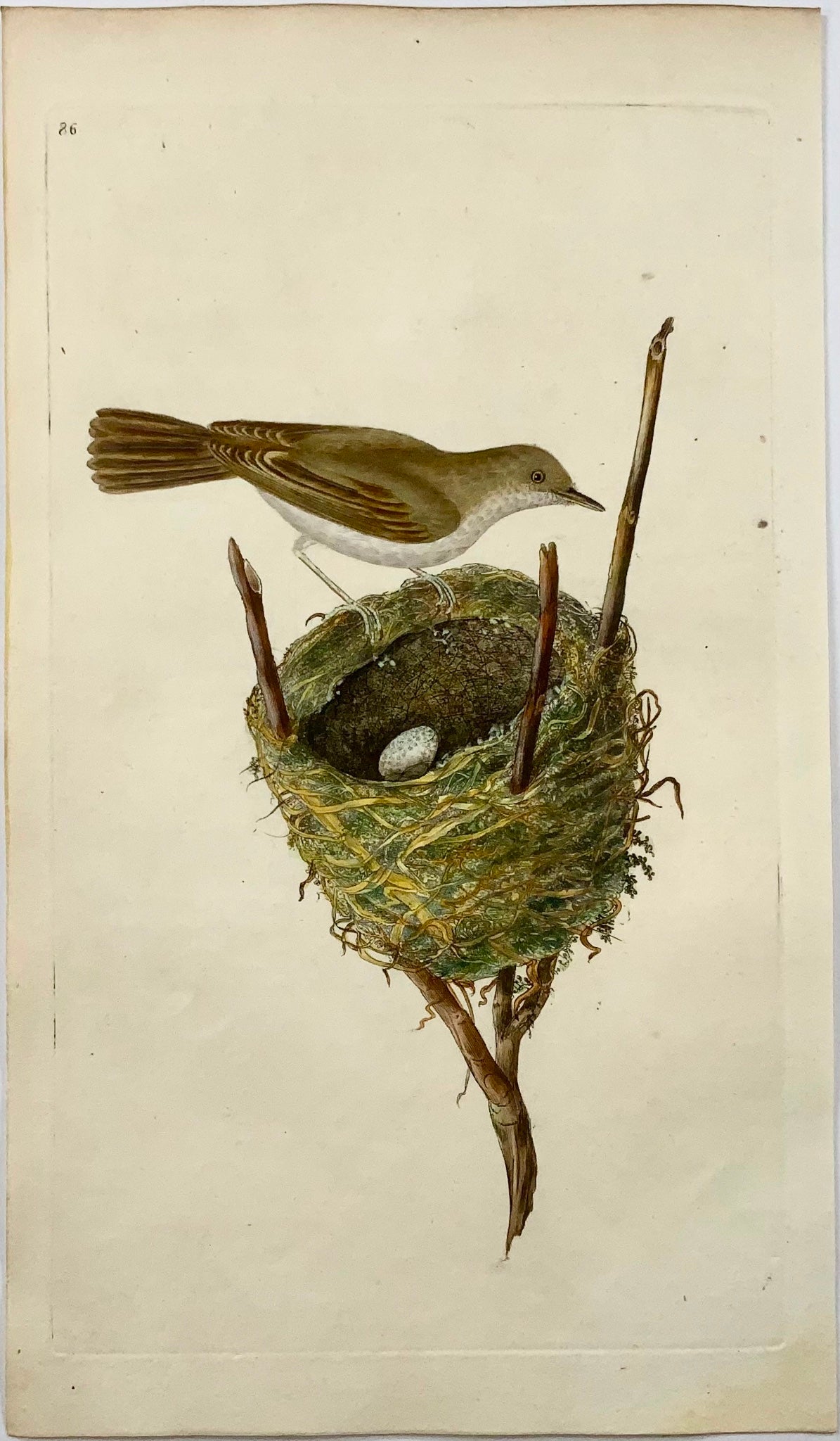 1794 Edward Donovan, White-Throat, ornithology, fine hand coloured engraving