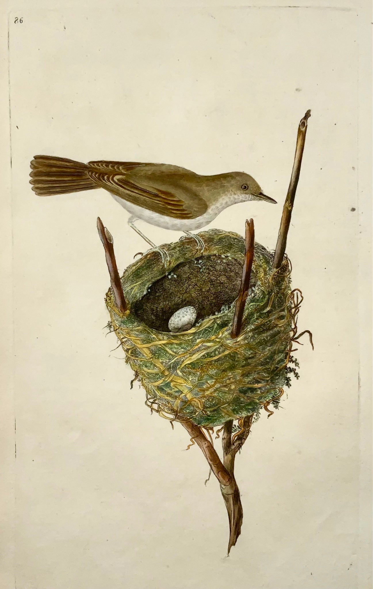 1794 Edward Donovan, White-Throat, ornithology, fine hand coloured engraving