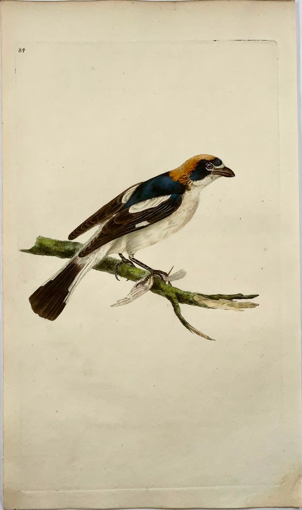 1794 Edward Donovan, Wood Chat, ornithology, fine hand coloured engraving