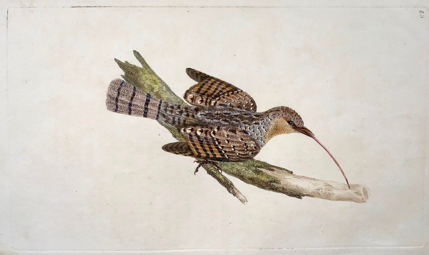 1794 Edward Donovan, Wryneck, ornithology, fine hand coloured engraving
