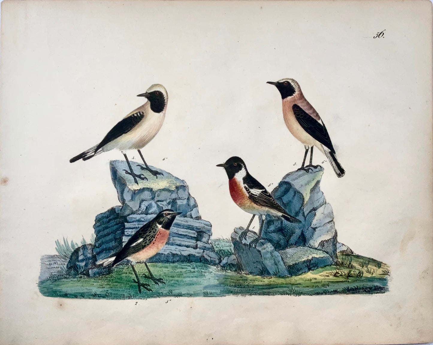 1819 Stone Chat, Flycatchers, ornithology, Strack, chalk lithograph, hand color