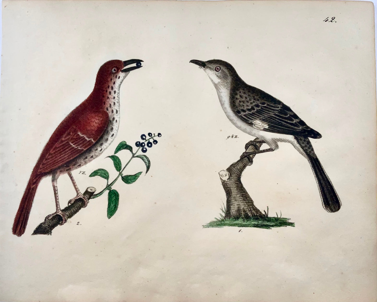 1819 Warbler, Thrasher, ornithology, Strack, chalk lithograph, hand color