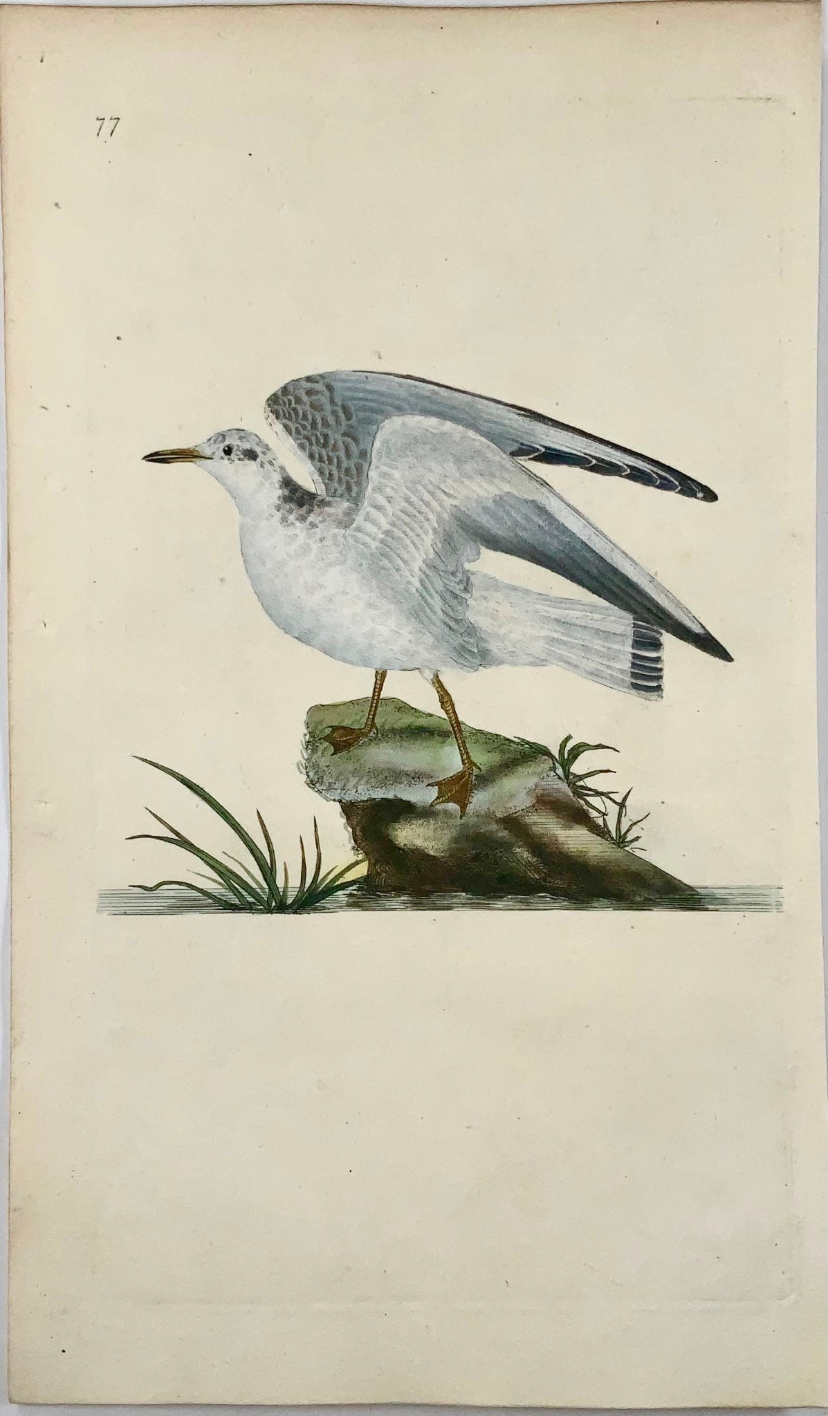 1794 Edward Donovan, Winter Gull, ornithology, fine hand coloured engraving