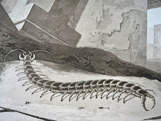 1807 Centipede, insects, William Daniell, aquatint, folio