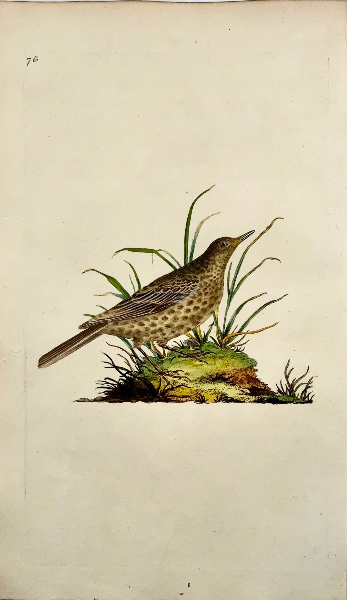 1794 Edward Donovan, Dusky Lark, ornithology, fine hand coloured engraving