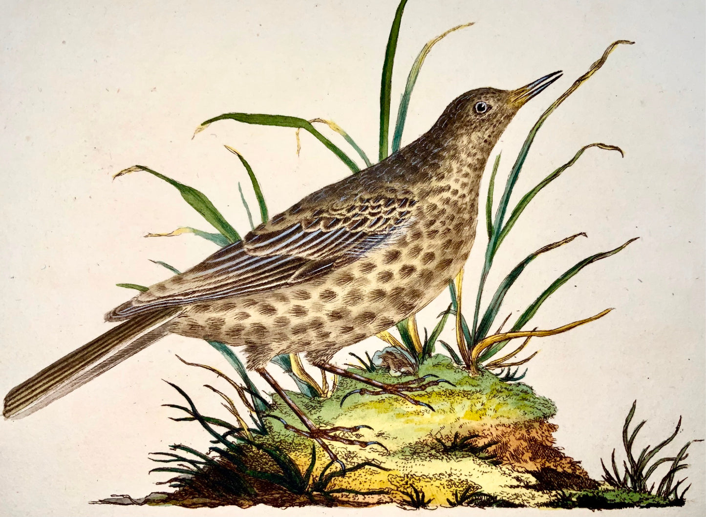 1794 Edward Donovan, Dusky Lark, ornithology, fine hand coloured engraving